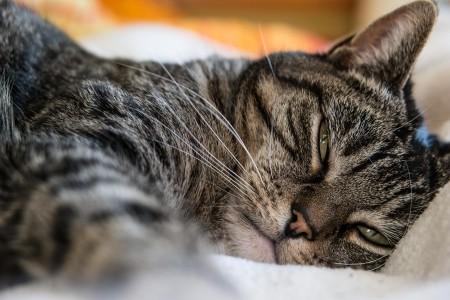 Cat Pain - Symptoms and Treatment