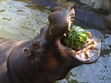 Hippopotamus with a watermelon in the mouth