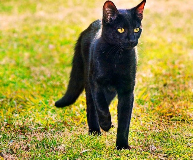 The Bombay cat can be mistaken for a domesticated panther in miniature, so it is elegant and beautiful.