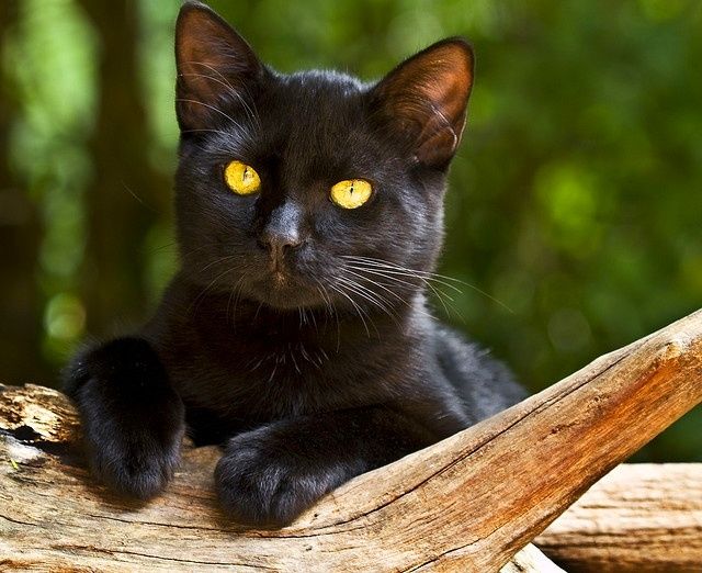The Bombay cat is very loyal to its owner, it is important for her to be there all the time. Even if he is busy, the cat will stay near him without straining his presence.