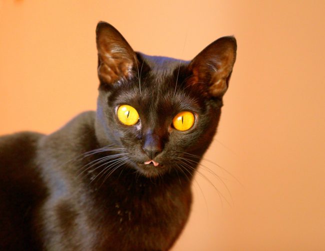 The Bombay cat is calm and conflict-free. It can coexist peacefully in the same house with other cats and dogs. Moreover, with dogs, bombs will sooner find a common language than with cats - leadership traits will appear, which will lead to a conflict between feline