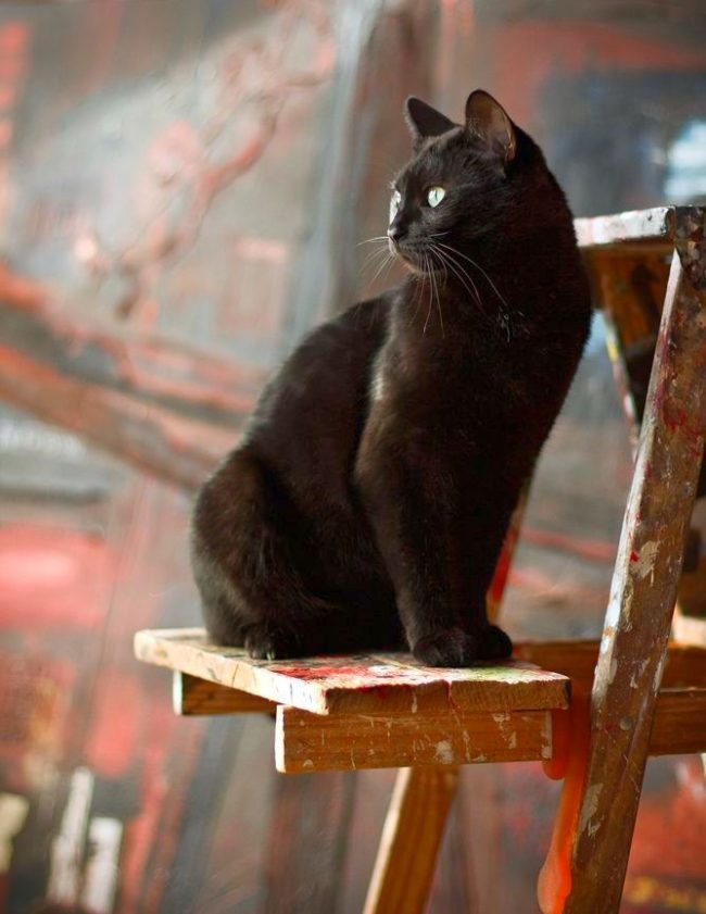 Bombay cat - an artist