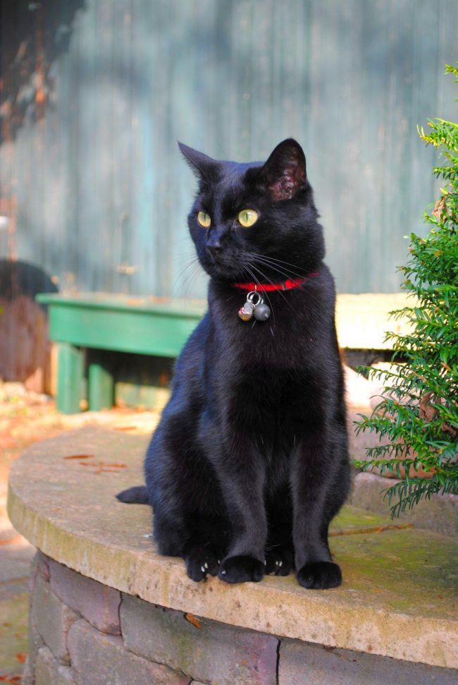 These anthracite-black beauties are perfect for the role of pets, but only if you are ready to constantly tolerate their presence next to you. The Bombay cat will not go into another room, will not jump onto the closet and will not doze off the window if the owner is at home. She will occupy him  lap