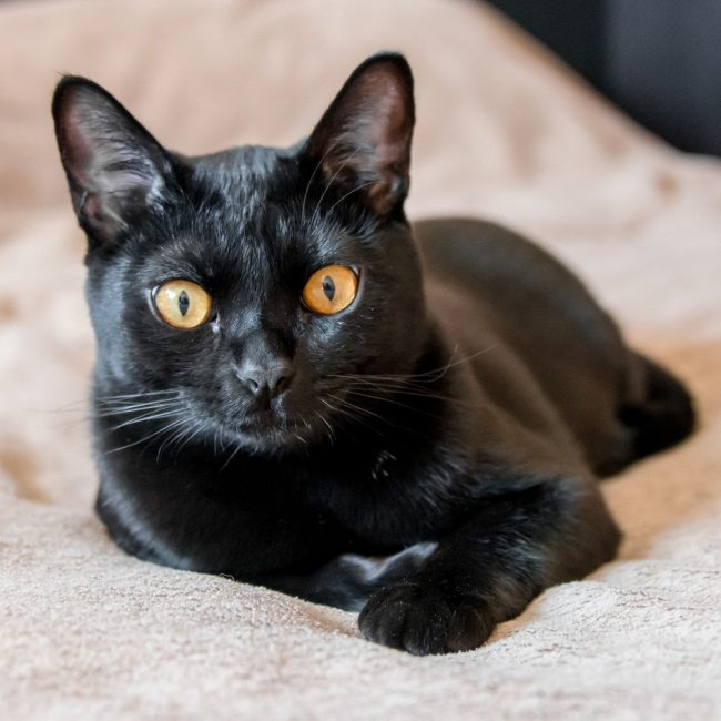 A real Bombay cat must be completely black. Any colored spots indicate marriage of the breed.