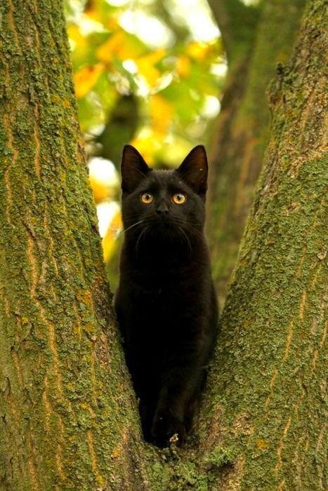 The Bombay cat is smart, quickly remembers simple commands and does not go beyond the boundaries that the owner outlined for it