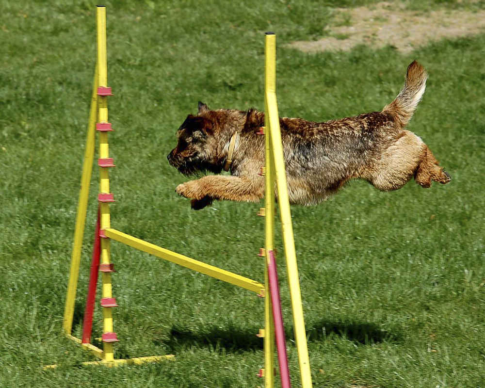 Training Border Terrier