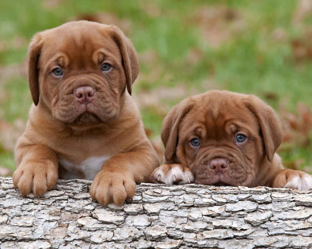 Puppies of the Bordeaux Dog