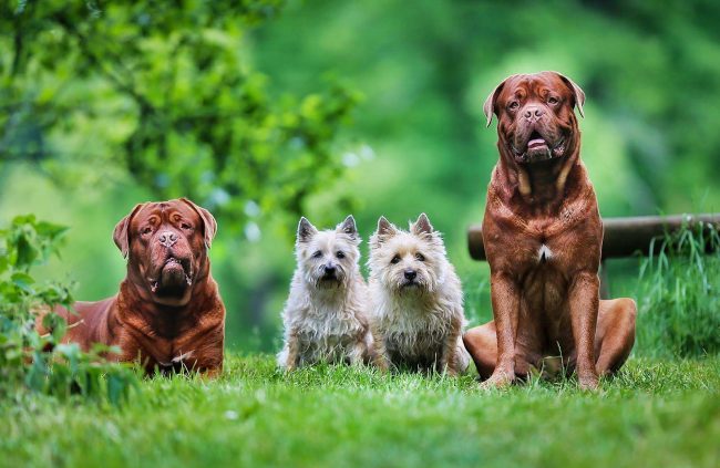 Dogue de Bordeaux - one of the most gentle, calm and sociable breeds of dogs