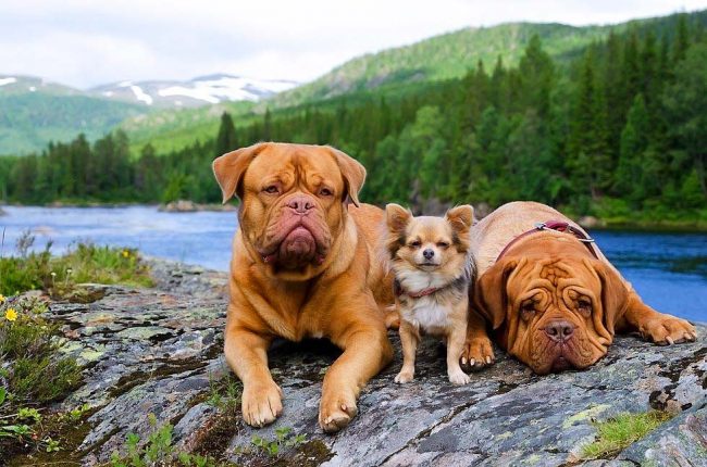 Dogue de Bordeaux can get along well with other small pets, especially if they grow with them since childhood.