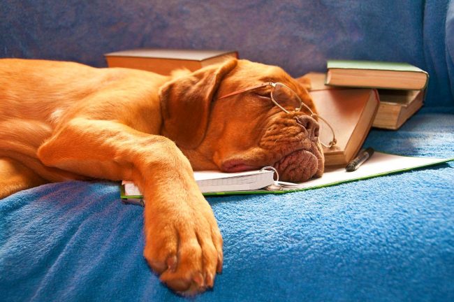 Dogue de Bordeaux knows how to prepare for the session! The main thing is to put on glasses to appear smart and put notes under your head so that no one takes them while you sleep, otherwise why write them off?