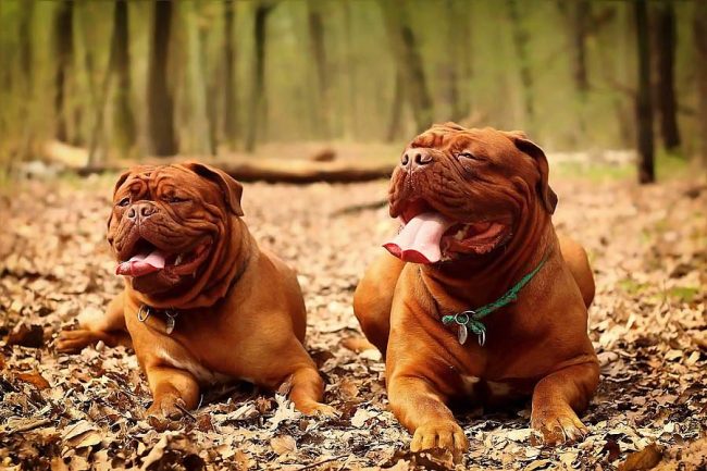Dog breed Dogue de Bordeaux is very loyal to its master, and will protect him to the last