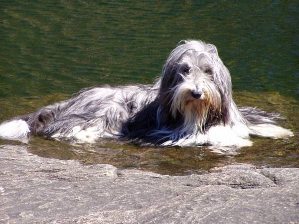 Bearded Collie Read the Article