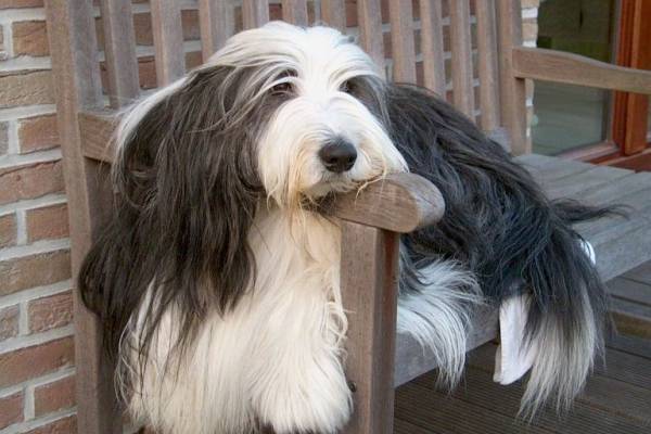 The bearded collie lies
