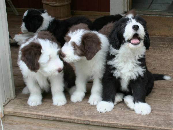 Bearded Collie Puppies