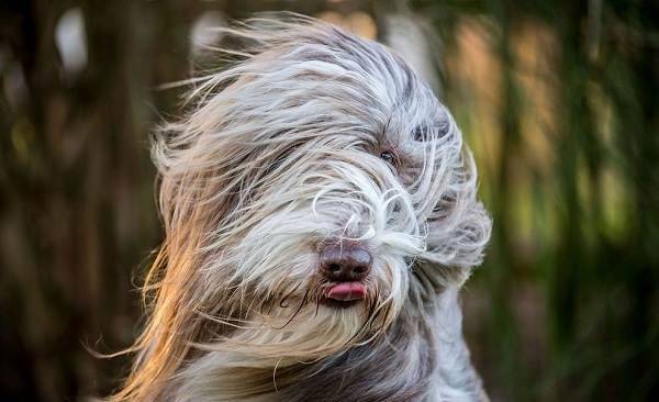 Bearded Collie Muzzle