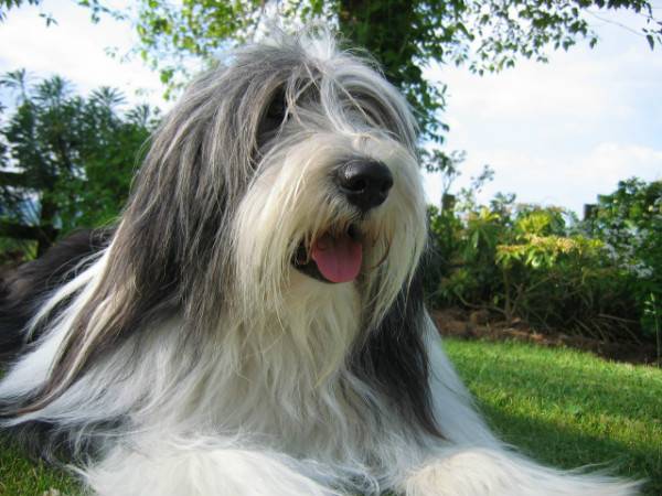 Bearded Collie is watching