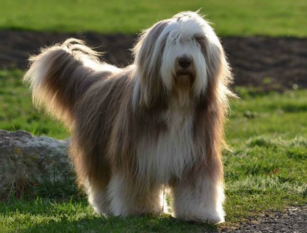 Bearded Collie in the nature