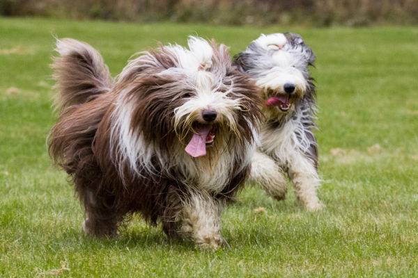 Bearded Collies Run