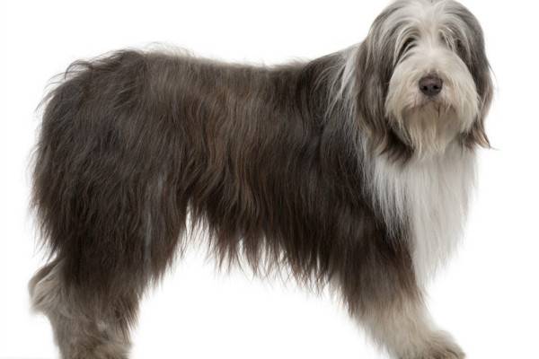 Bearded Collie breed description