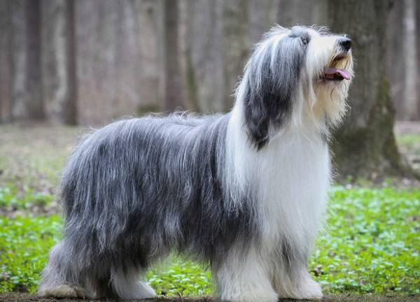 Bearded Collie Gray