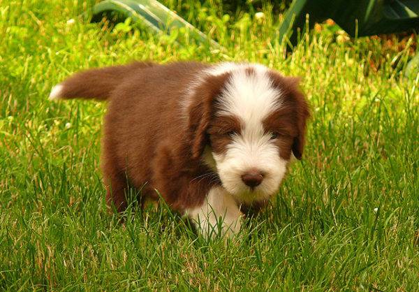 Bearded Collie Reddish Brown