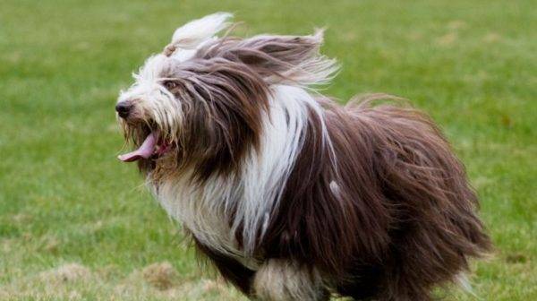 Bearded Collie Brown