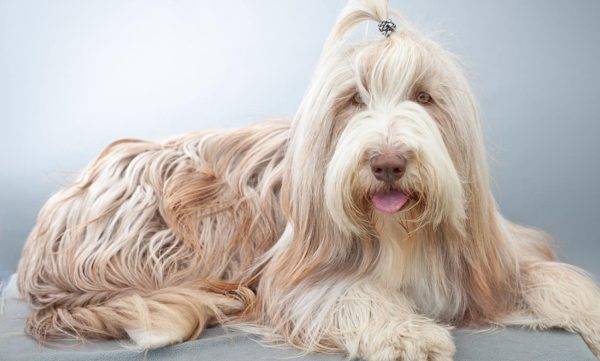Bearded Collie Beige