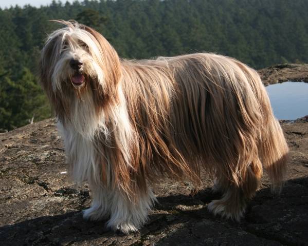 Bearded Collie is standing