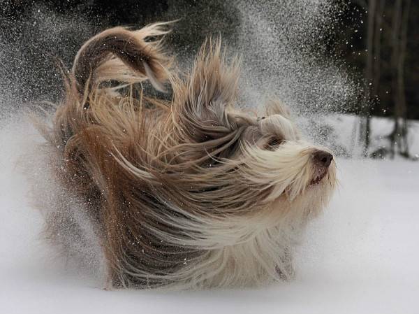 Bearded Collie in the Snow