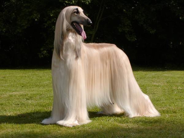 Afghan
