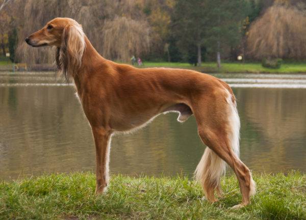 Saluki