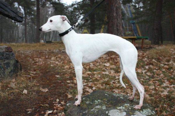 Whippets