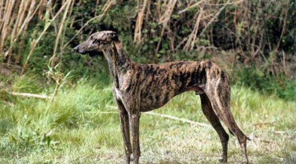 Spanish Galgo