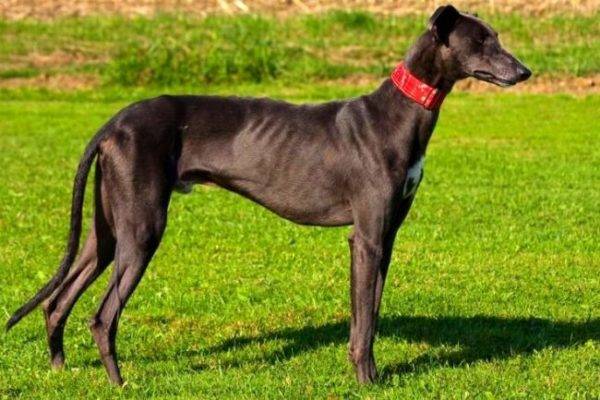 Greyhound