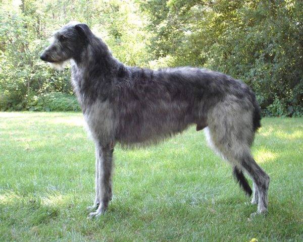 Deerhound