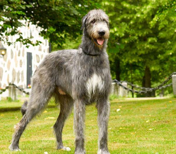 Wolfhounds Irish