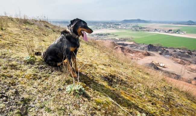 For its intended purpose, beauceron belongs to shepherd dogs, but in urban conditions it can become a universal family favorite and an excellent companion for traveling or long walks in nature. Well suited for those who love tourism, outdoor activities and live in the countryside.