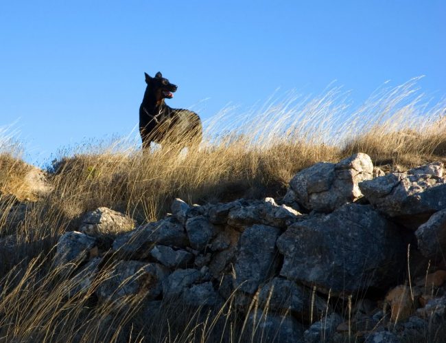 Beauceron is used to wild conditions and loves to be in nature
