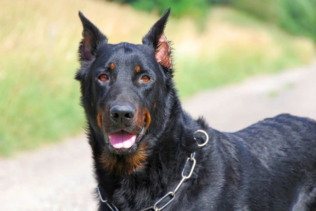 Beauceron has an opinion on any account. But, with the right training, you can raise a worthy and devoted dog.