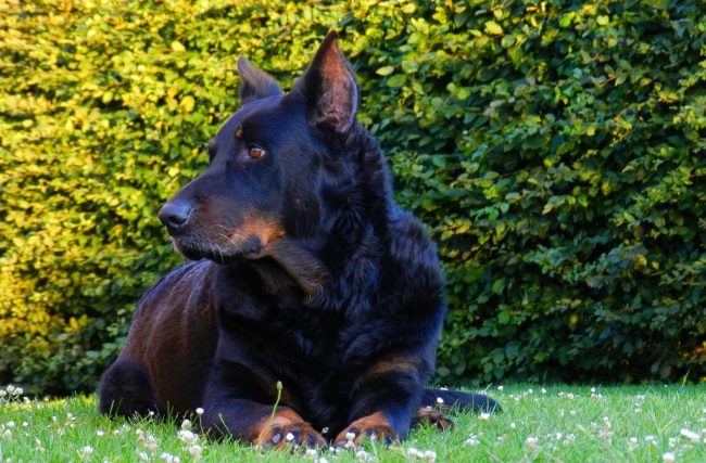 The desire for domination is the first thing that the owner should root out from the behavior of his pet, otherwise the beauceron grows into an uncontrollable, independent decision-making dog