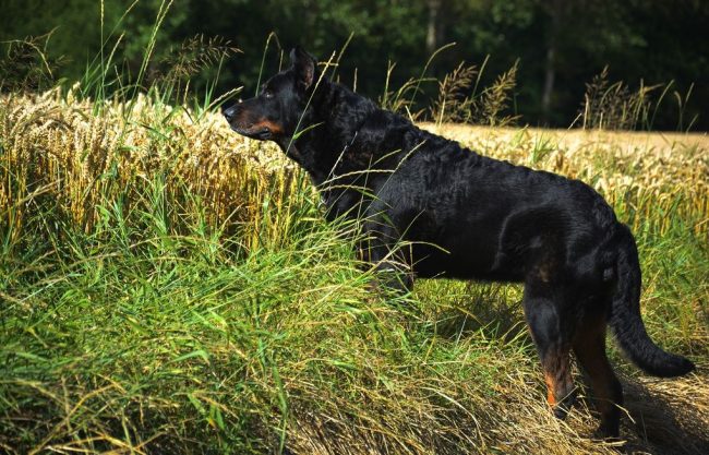 Thoughtful and far-sighted, the Beauceron copes well with both surveillance and security; he abruptly suppresses any attempts to upset the space or attack the owner.