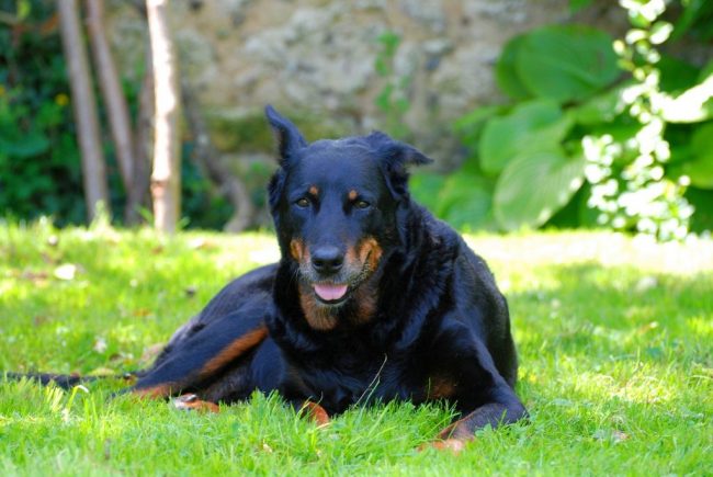 Unbelieving in strangers, the Beauceron will never make contact just like that, and it’s very difficult to earn his location.