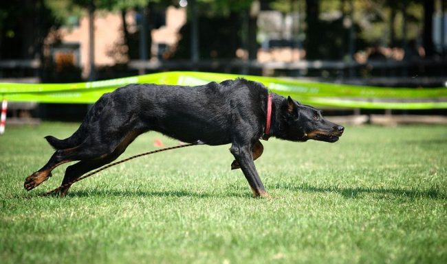 The dog needs to walk for at least an hour, with the possibility of long runs on rough terrain. Powerful walks along the park’s alleys are not for this handsome man, he needs to splash out his energy to the full in order to receive both moral and physical benefits