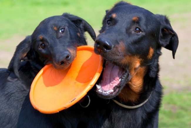 With other animals, he is not inclined to selfless friendship, rather, it will be a relationship between the leader and the pack member, where the leader is Beauceron