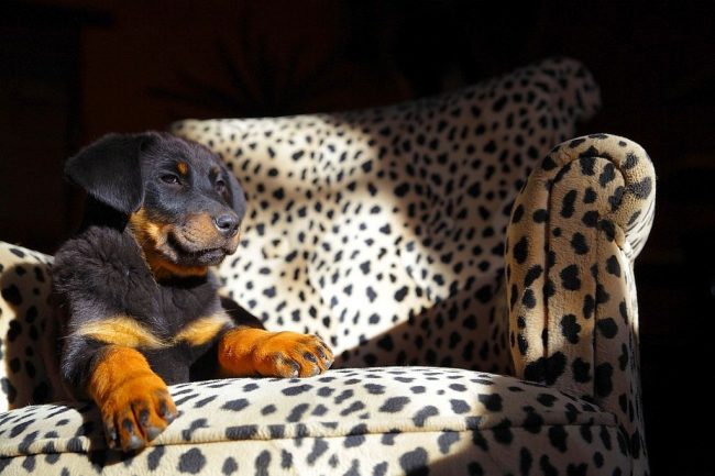Proceed with raising a pet from the first days of his appearance in the house, do not lisp with him, establish yourself in his eyes as the leader of the pack, and you will get the perfect helper and friend