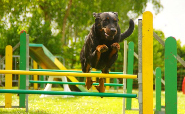 Beauceron needs physical exercise like air.