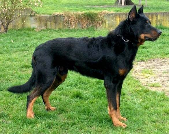 Beauceron