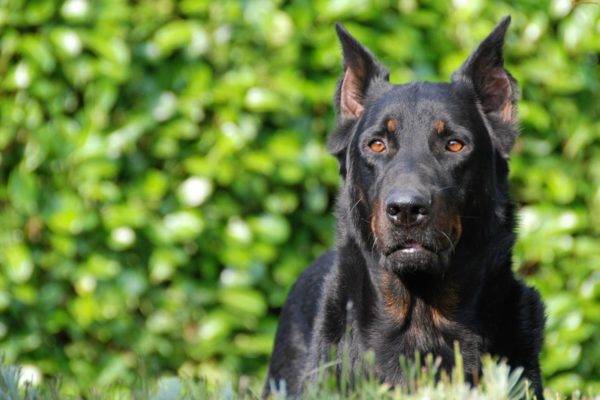 The incredible photo of beauceron