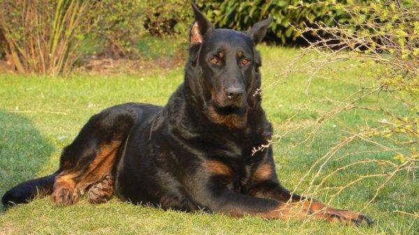 French Shepherd