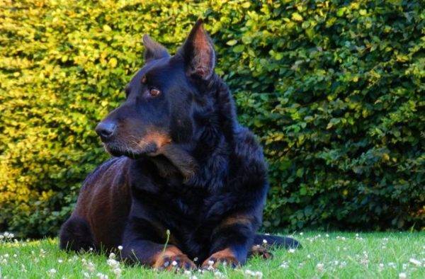 French Shepherd breed